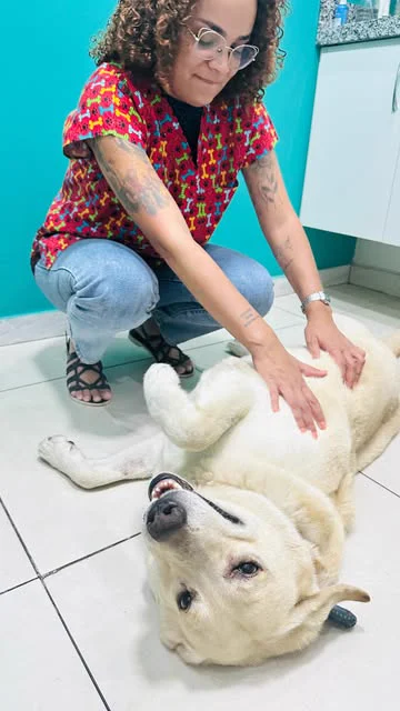 Veterinária da Yoyo agachada no consultório fazendo carinho em um cachorro deitado de barriga para cima.