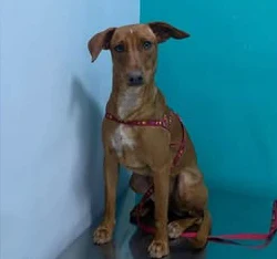 Estrelinha, uma cadela caramelo, sentada no consultório.