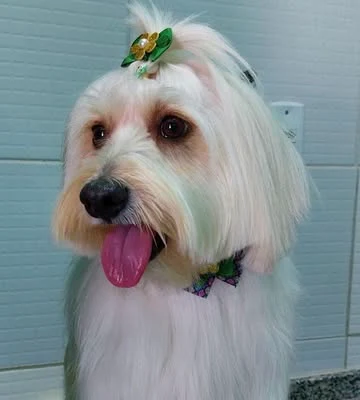 Zelda, uma cadela de pelo longo e branco, penteada depois do banho, com um laço verde na cabeça.